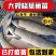 草鱼苗