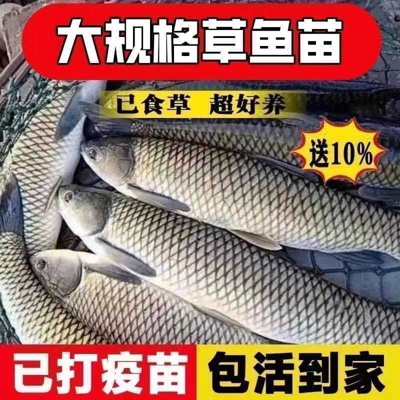 草鱼苗
