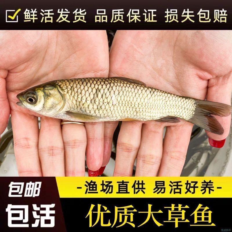 草鱼苗