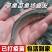 草鱼苗