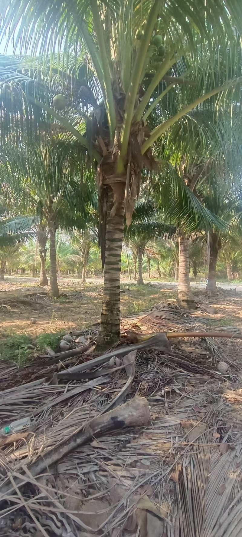 海南香水椰子树，产地一手货源，可视频看货，欢迎合作