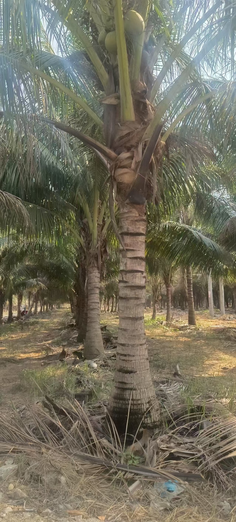 海南香水椰子树，产地一手货源，可视频看货，欢迎合作