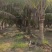 海南香水椰子树，产地一手货源，可视频看货，欢迎合作