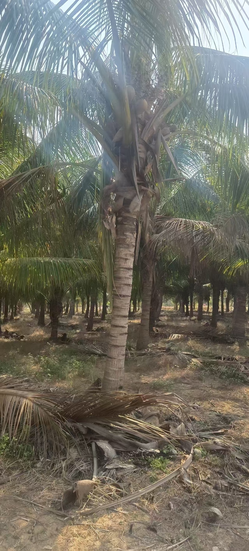 海南香水椰子树，产地一手货源，可视频看货，欢迎合作
