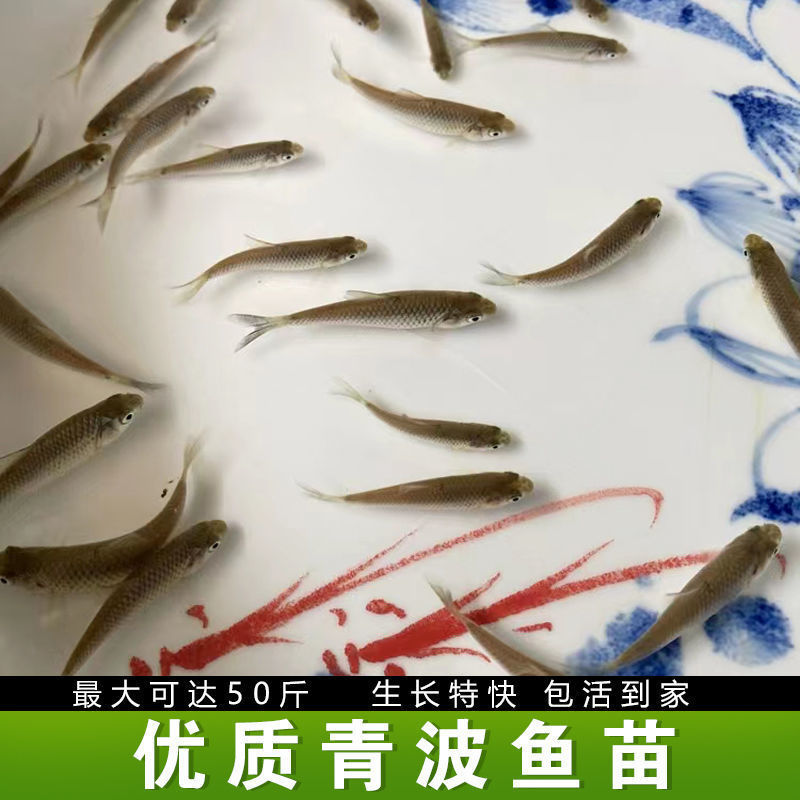 【荐】优质青波鱼苗，渔场直发，保存活，技术指导