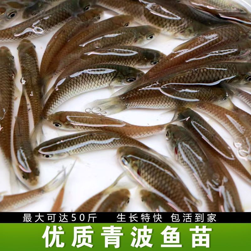 【荐】优质青波鱼苗，渔场直发，保存活，技术指导