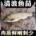 【荐】优质青波鱼苗，渔场直发，保存活，技术指导
