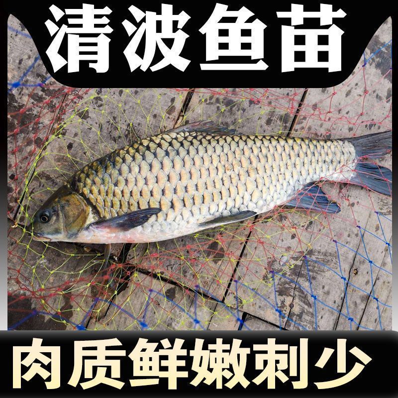 【荐】优质青波鱼苗，渔场直发，保存活，技术指导