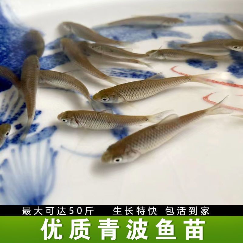 【荐】优质青波鱼苗，渔场直发，保存活，技术指导