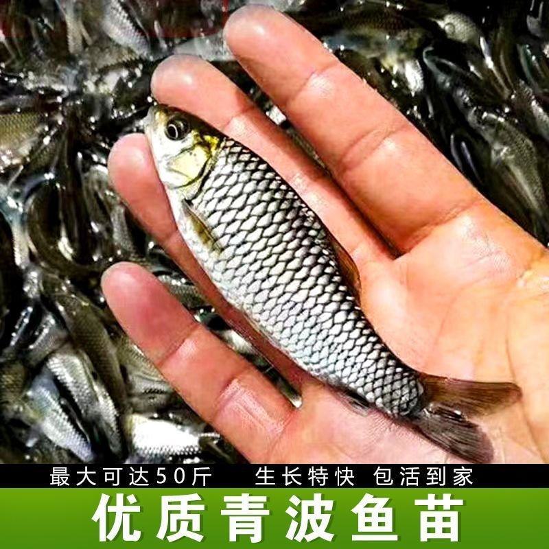【荐】优质青波鱼苗，渔场直发，保存活，技术指导