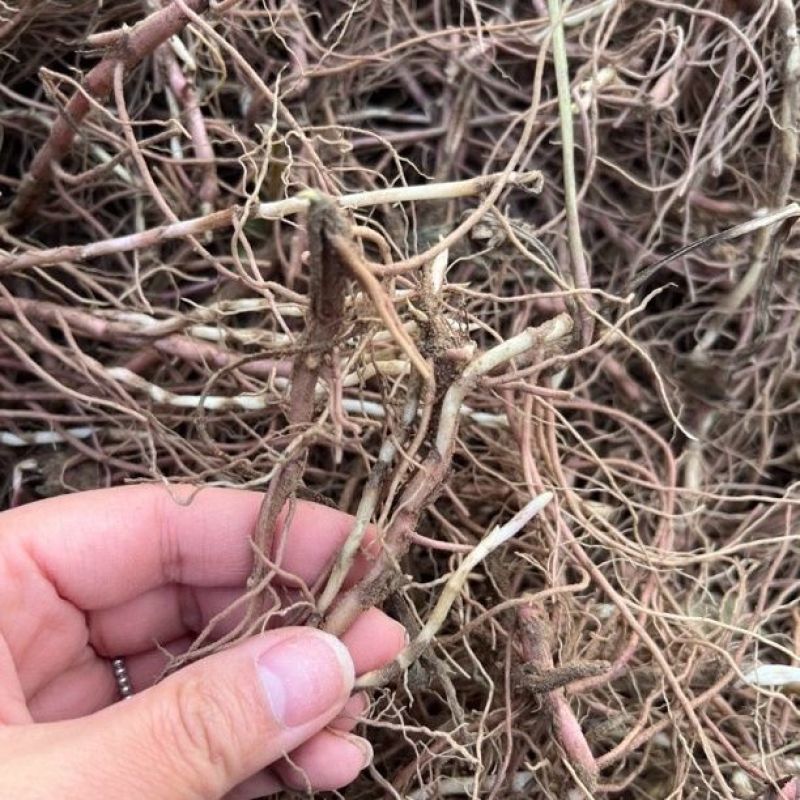 紫苑苗紫菀芽基地直销紫菀苗花卉新鲜紫苑芽包邮