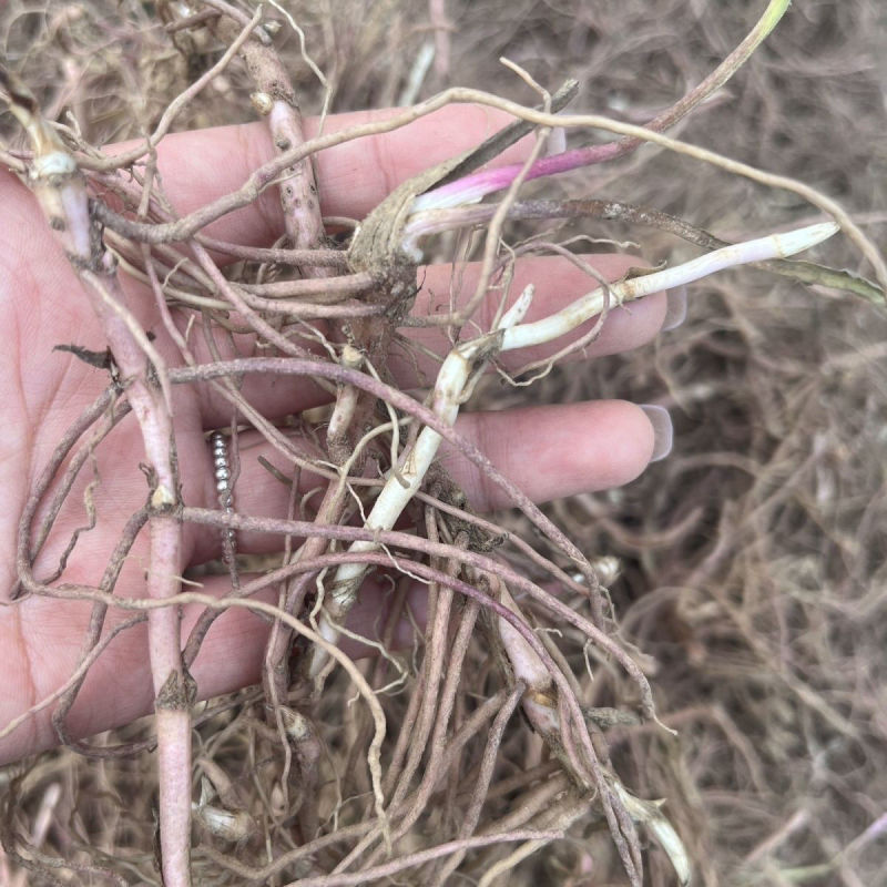 紫苑苗紫菀芽基地直销紫菀苗花卉新鲜紫苑芽包邮