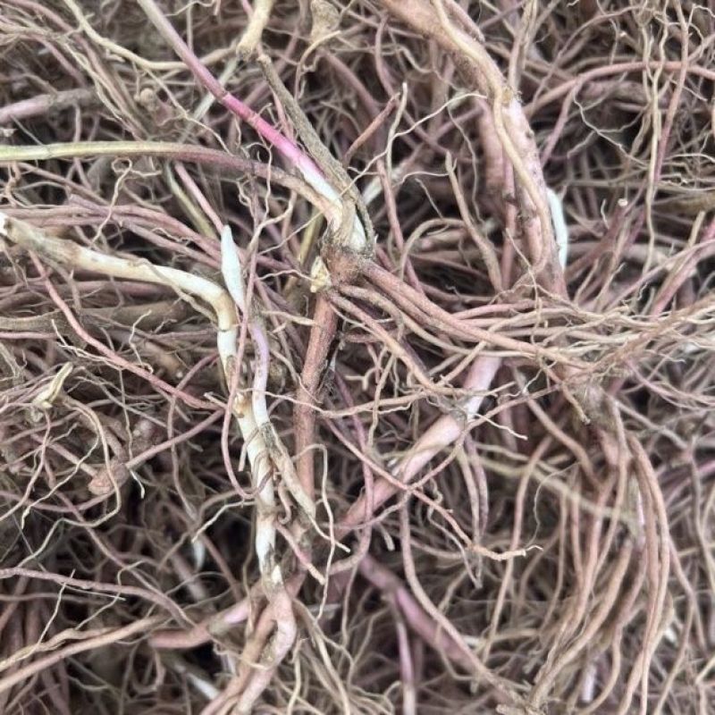 紫苑苗紫菀芽基地直销紫菀苗花卉新鲜紫苑芽包邮