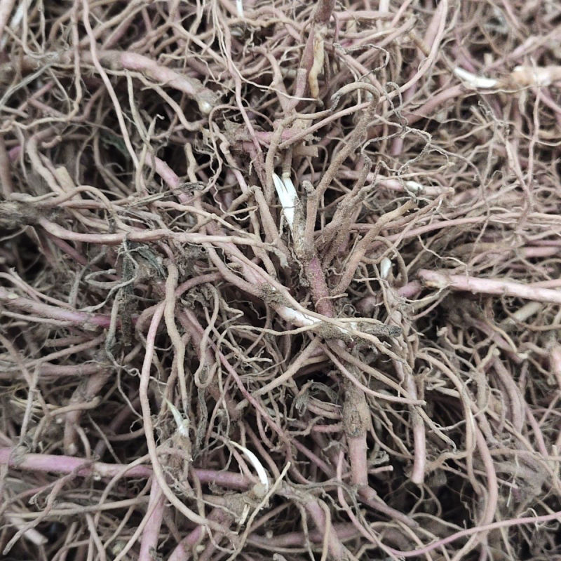 紫苑苗紫菀芽基地直销紫菀苗花卉新鲜紫苑芽包邮