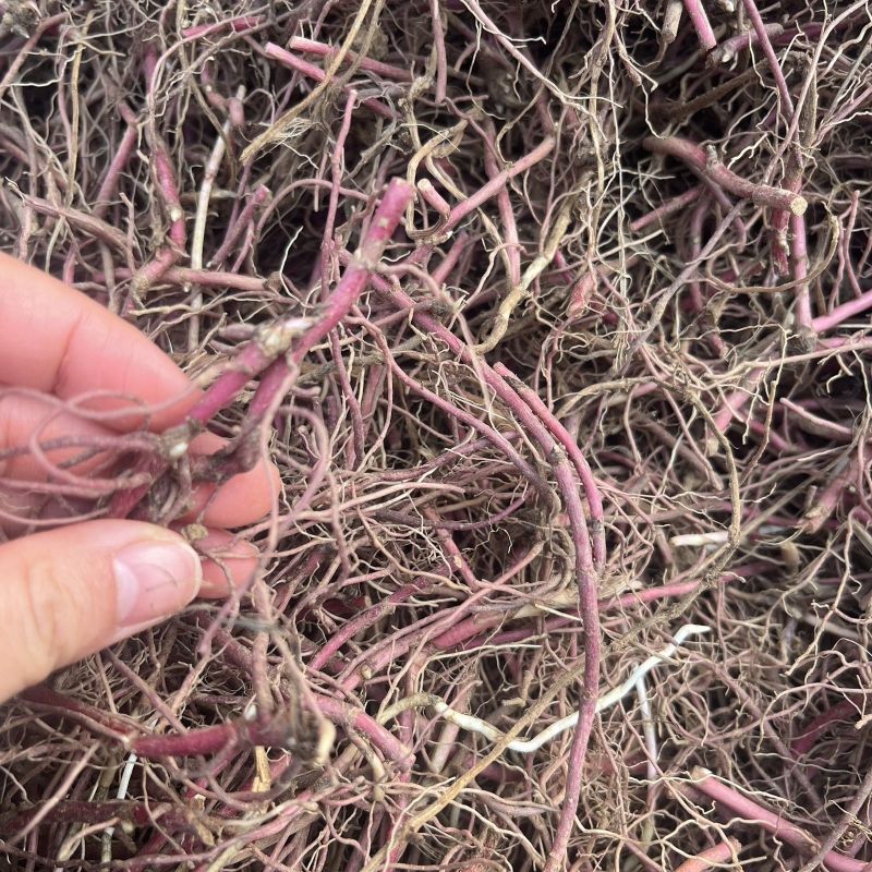 紫苑苗紫菀芽基地直销紫菀苗花卉新鲜紫苑芽包邮