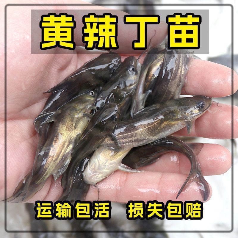 【精选】优质黄骨鱼苗，渔场直发，保存活技术指导