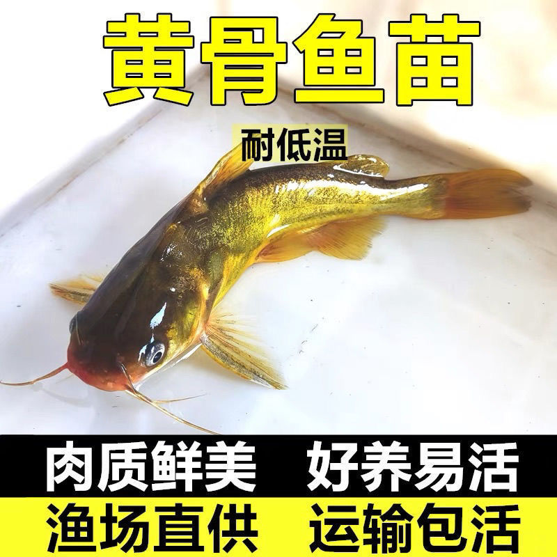 【精选】优质黄骨鱼苗，渔场直发，保存活技术指导