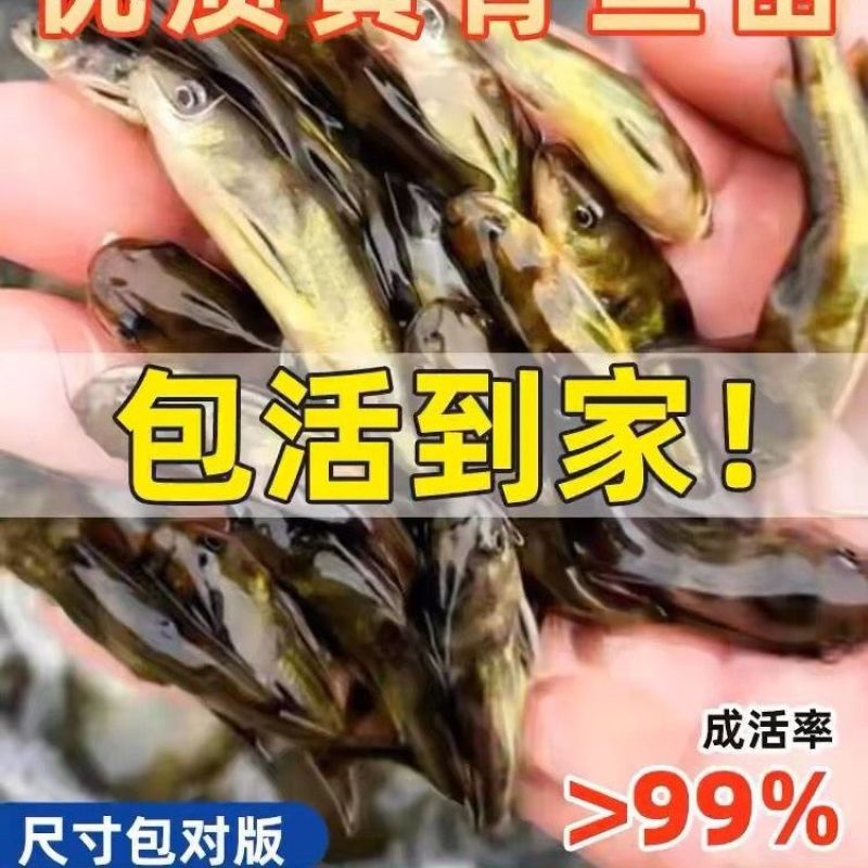 【精选】优质黄骨鱼苗，渔场直发，保存活技术指导