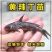 【精选】优质黄骨鱼苗，渔场直发，保存活技术指导