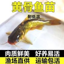 【精选】优质黄骨鱼苗，渔场直发，保存活技术指导