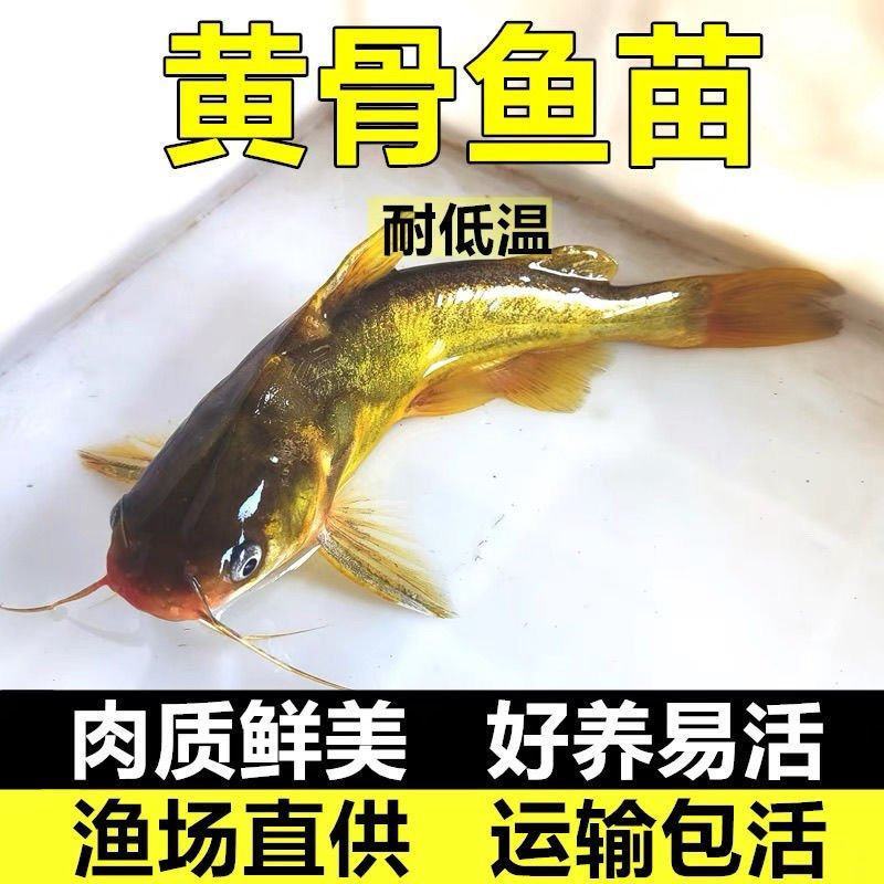 【精选】优质黄骨鱼苗，渔场直发，保存活技术指导