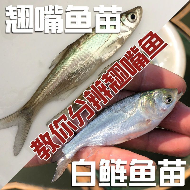 【精选】优质翘嘴苗翘壳鱼苗渔场直发，技术指导保活