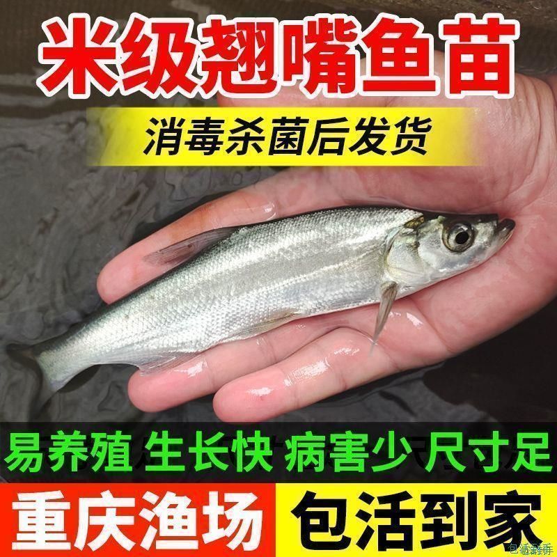 【精选】优质翘嘴苗翘壳鱼苗渔场直发，技术指导保活