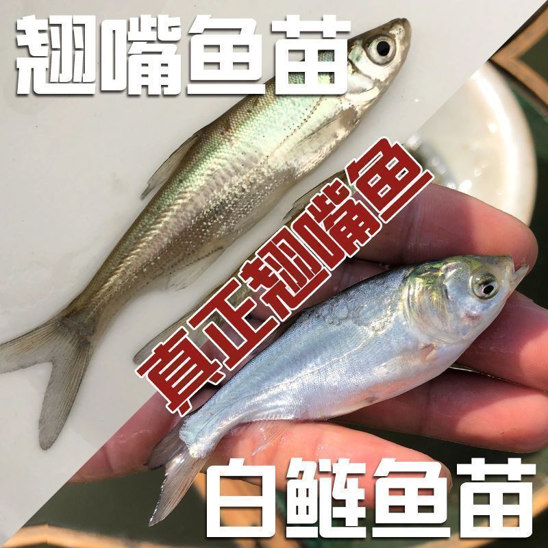 【精选】优质翘嘴苗翘壳鱼苗渔场直发，技术指导保活