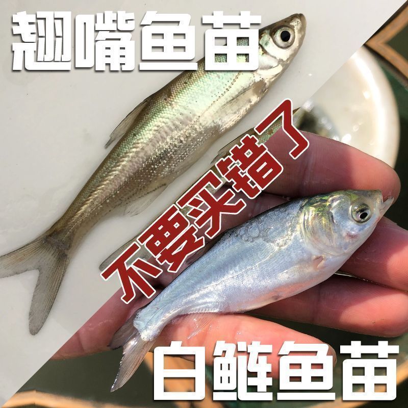 【精选】优质翘嘴苗翘壳鱼苗渔场直发，技术指导保活
