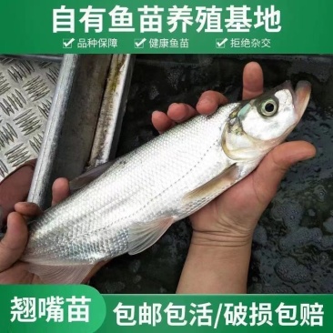 【精选】优质翘嘴苗翘壳鱼苗渔场直发，技术指导保活