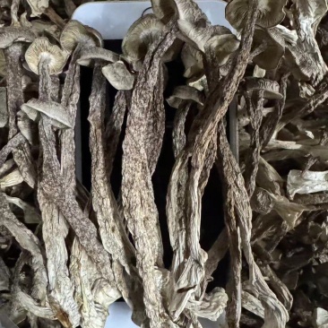 2025新货优质鹿茸菇批发菌汤包A级货嫩仔鹿茸