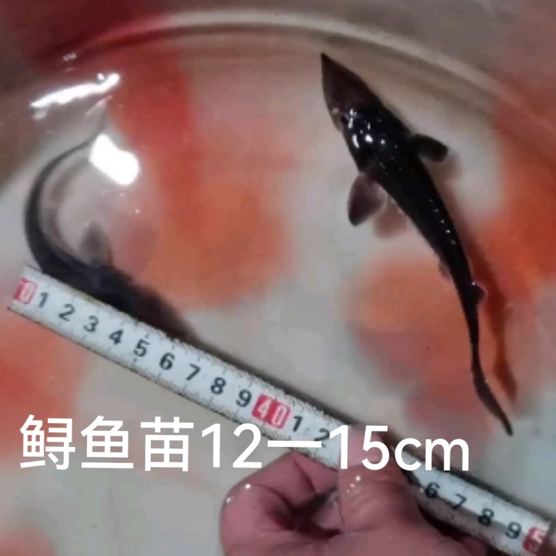 鲟鱼苗尖嘴鲟西杂鲟鲟龙鱼免费提供技术和书面资料