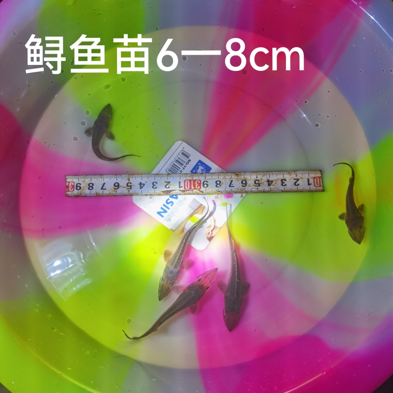 鲟鱼苗尖嘴鲟西杂鲟鲟龙鱼免费提供技术和书面资料