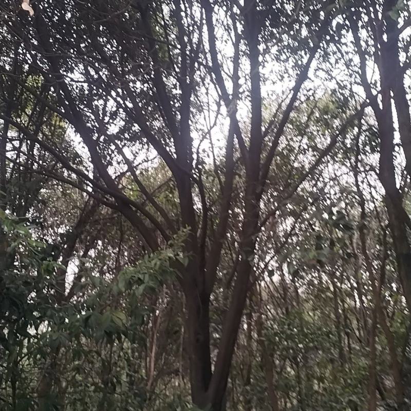 赤皮青冈栎