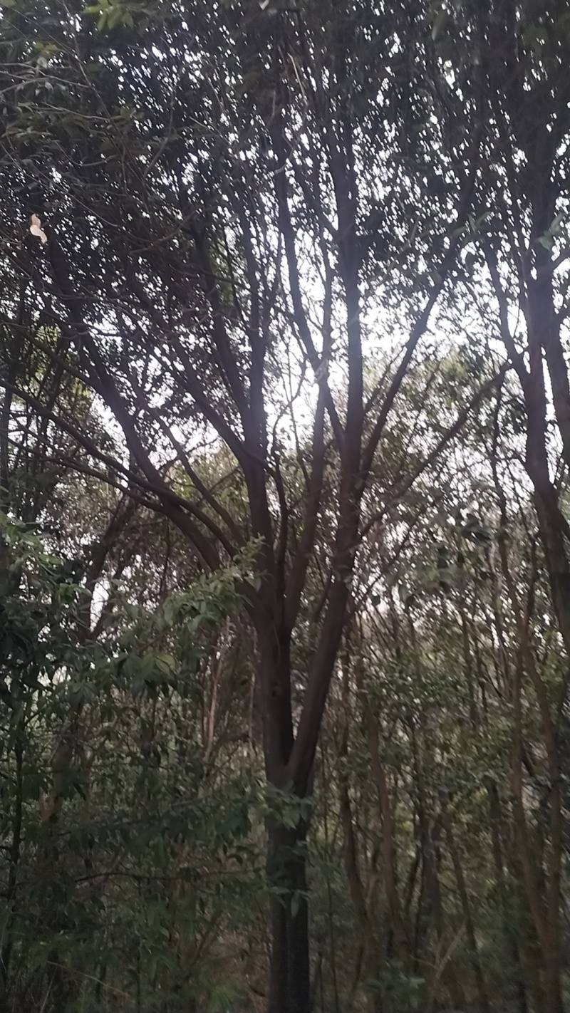 赤皮青冈栎