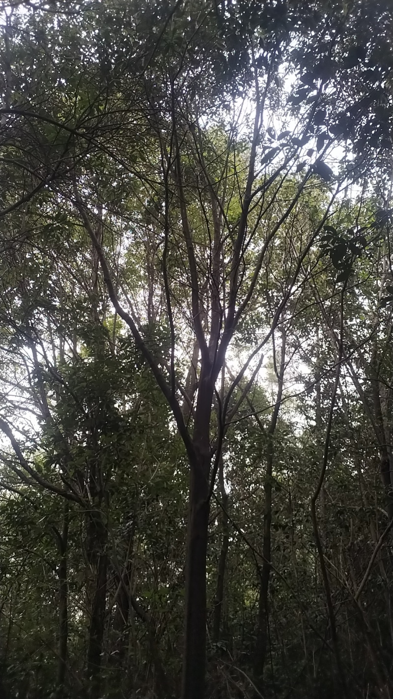 赤皮青冈栎