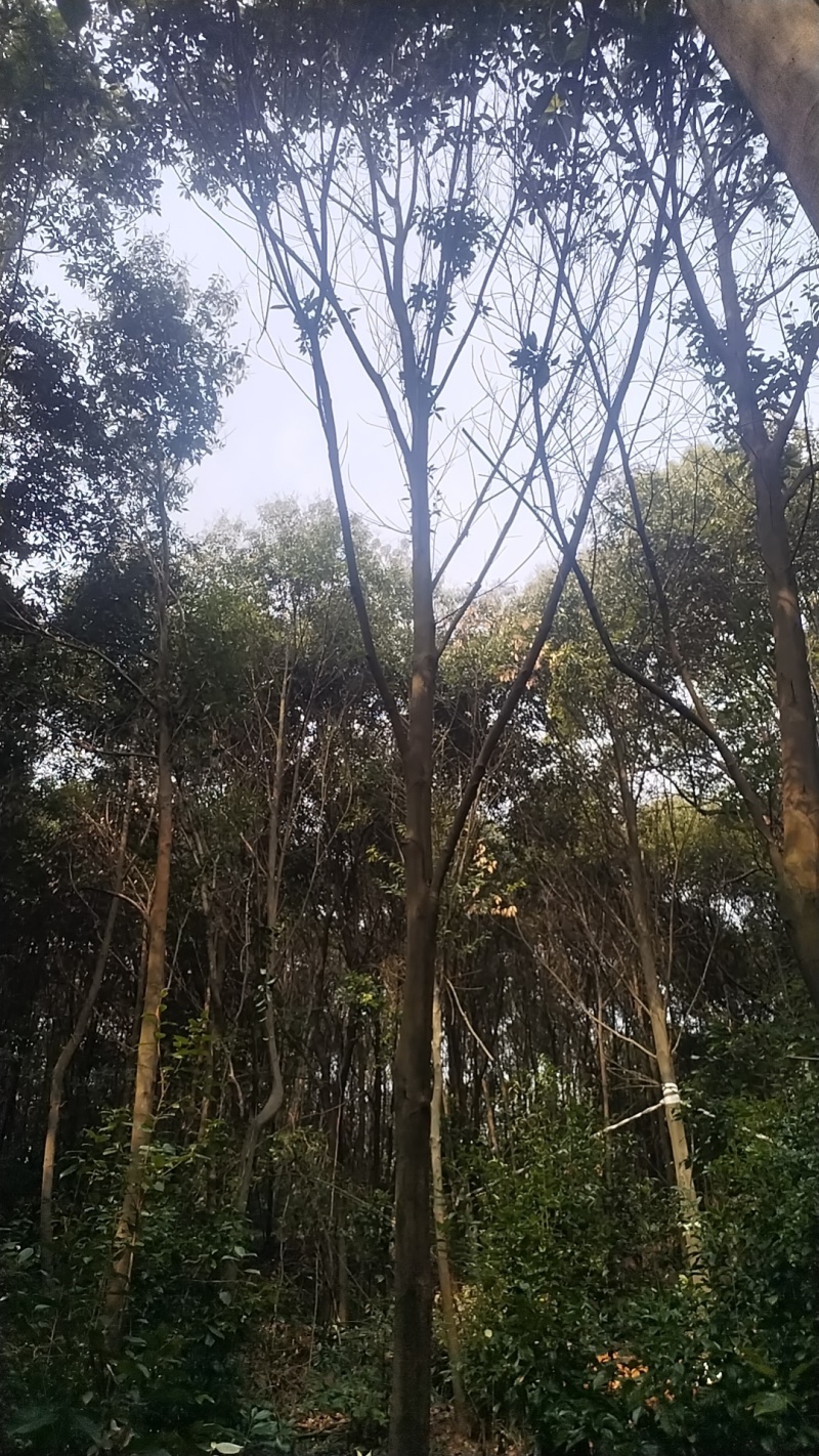 赤皮青冈栎