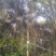 赤皮青冈栎