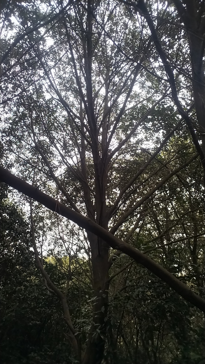 赤皮青冈栎