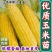 【玉米苗】江苏苗木规格齐全工程玉米苗，大黄糯甜玉米棒