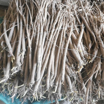 野生中药材独活种苗产地种植产量高易成活现挖发货