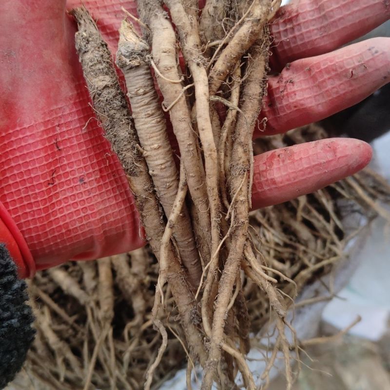 野生中药材独活种苗产地种植产量高易成活现挖发货