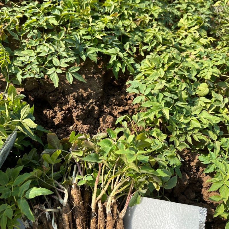 野生中药材独活种苗产地种植产量高易成活现挖发货