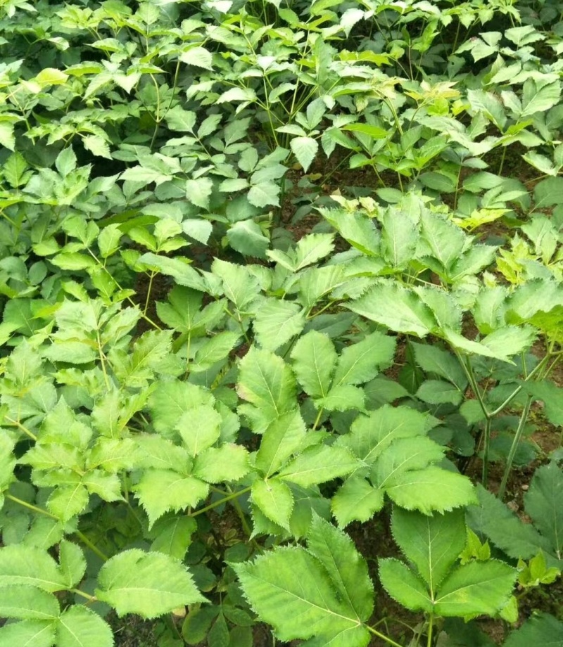 野生中药材独活种苗产地种植产量高易成活现挖发货