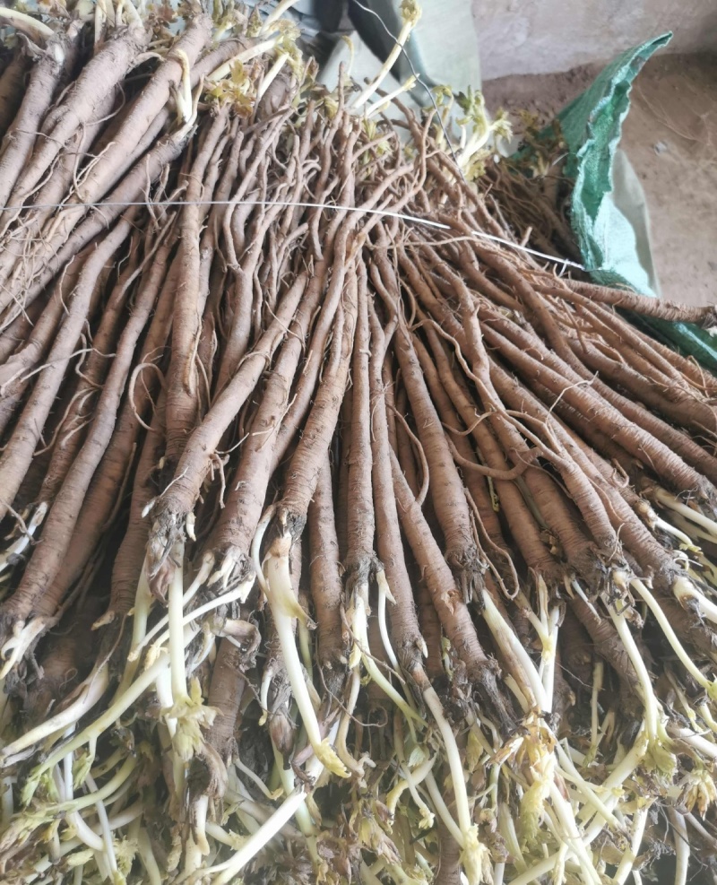 野生中药材独活种苗产地种植产量高易成活现挖发货