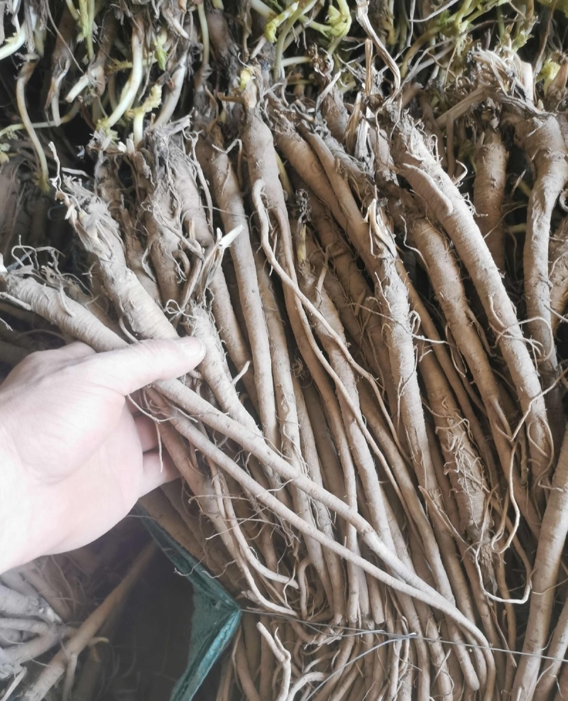 野生中药材独活种苗产地种植产量高易成活现挖发货