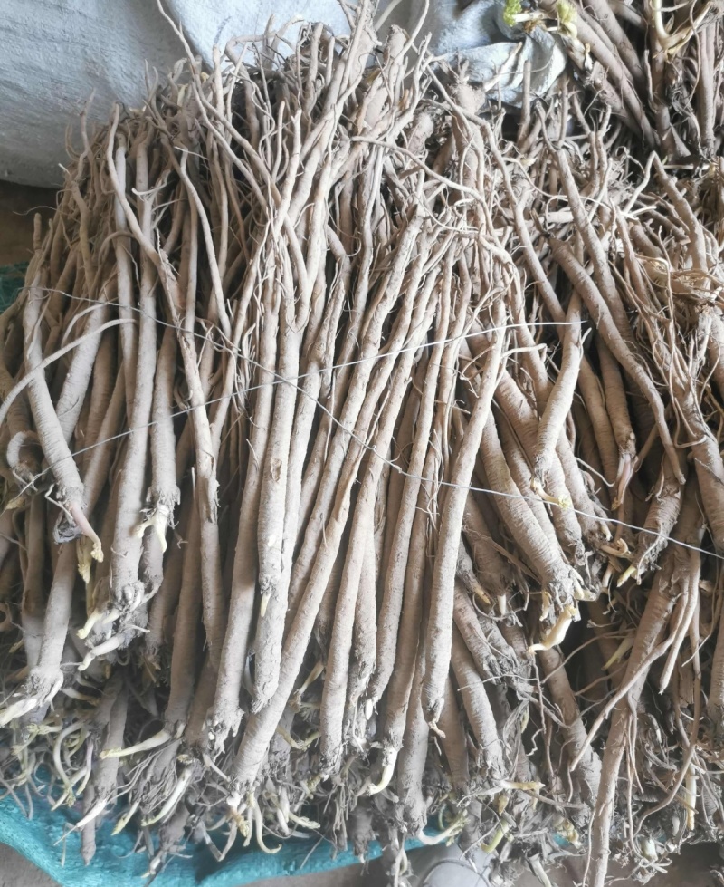 野生中药材独活种苗产地种植产量高易成活现挖发货