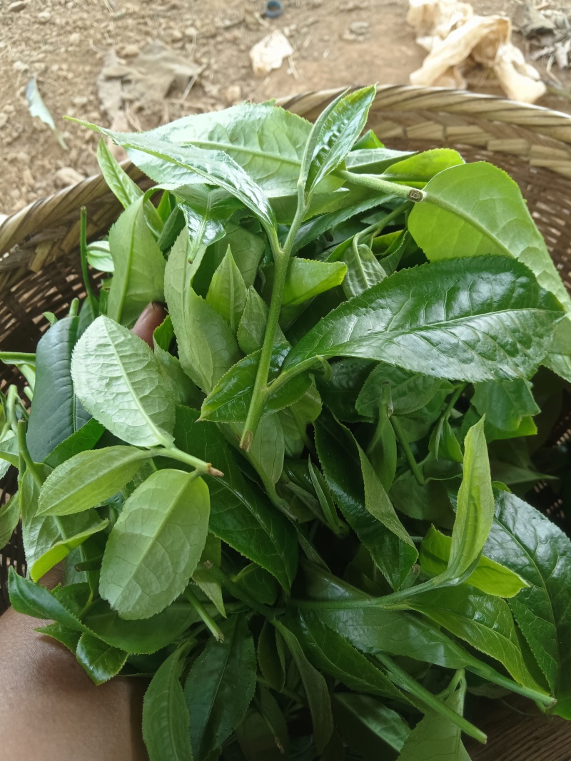 有想喝好茶的联系我！