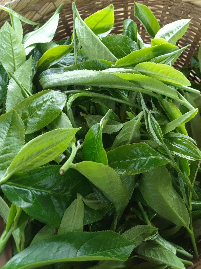 有想喝好茶的联系我！