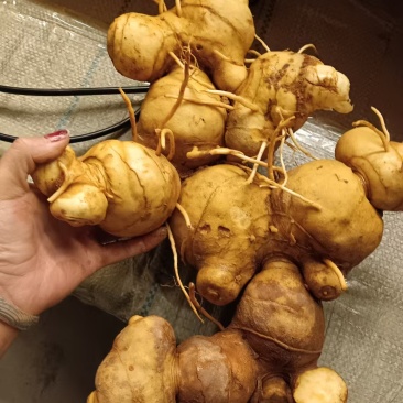 黄精果高海拔纯野生植物海拔3300米!!!!!